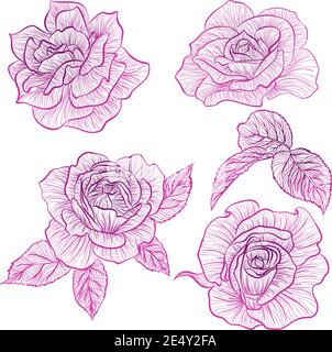 Illustration vectorielle dans un style de dessin au trait. Ensemble de fleurs de Roses isolées sur fond blanc. Photo botanique dessinée à la main Illustration de Vecteur