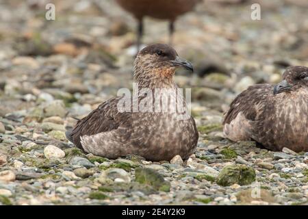 Skua chilien (Stercorarius chilensis), deux adultes se trouvant sur la plage, Ushuaia, Argentine, 3 février 2007 Banque D'Images