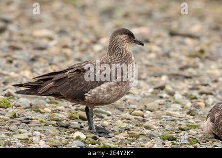 Skua chilien (Stercorarius chilensis), adulte debout sur la plage, Ushuaia, Argentine, 3 février 2007 Banque D'Images