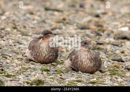 Skua chilien (Stercorarius chilensis), deux adultes se trouvant sur la plage, Ushuaia, Argentine, 3 février 2007 Banque D'Images