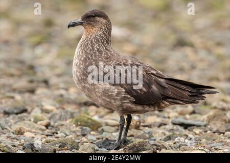 Skua chilien (Stercorarius chilensis), adulte debout sur la plage, Ushuaia, Argentine, 3 février 2007 Banque D'Images