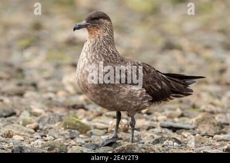 Skua chilien (Stercorarius chilensis), adulte debout sur la plage, Ushuaia, Argentine, 3 février 2007 Banque D'Images