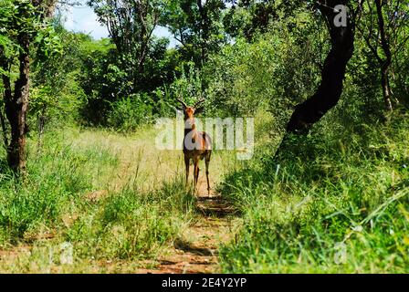Seul l'antilope Impala mâle sur le roud au milieu Du Bush au Swaziland Banque D'Images