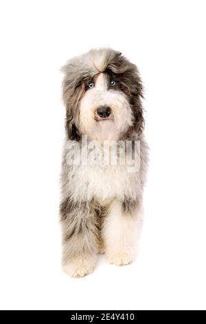 Chien de Sheepadoodle devant un fond blanc Banque D'Images