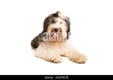 Chien de Sheepadoodle devant un fond blanc Banque D'Images