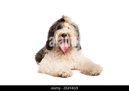 Chien de Sheepadoodle devant un fond blanc Banque D'Images