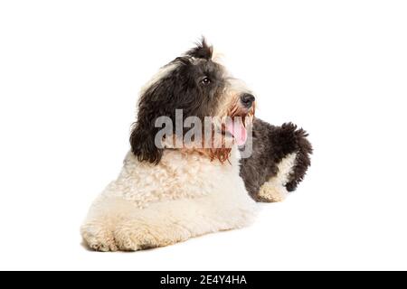 Chien de Sheepadoodle devant un fond blanc Banque D'Images