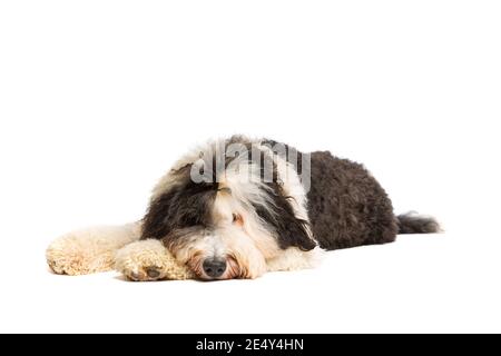 Chien de Sheepadoodle devant un fond blanc Banque D'Images