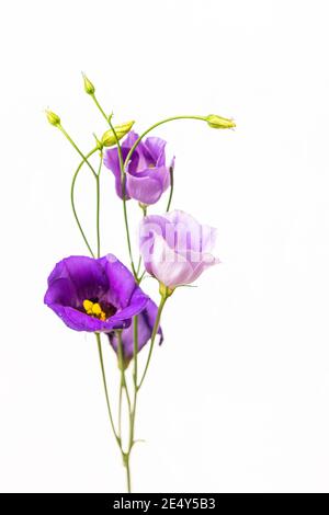 Lisianthus ou Eustoma fleurit sur fond blanc Banque D'Images