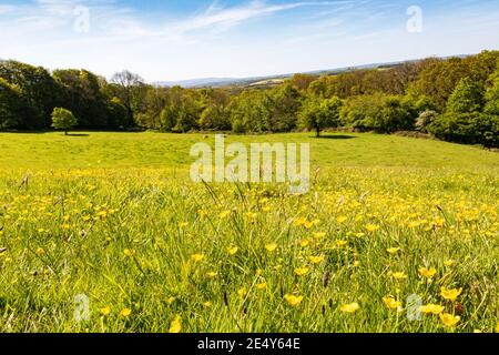 Vue de Devon Meadow à angle bas avec Buttercups de Meadow, forêt, vaches et un Dartmoor éloigné avec vue sur la campagne. Banque D'Images