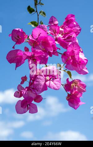 Petites fleurs jaunes vives entourées de feuilles roses qui regardent comme les pétales contre le ciel bleu clair Banque D'Images