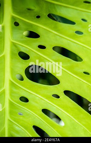 gros plan sur les trous d'une feuille de plante monstère deliciosa verte Banque D'Images