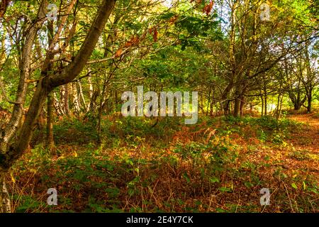 Un lac brumeux à Dudley, Royaume-Uni Banque D'Images