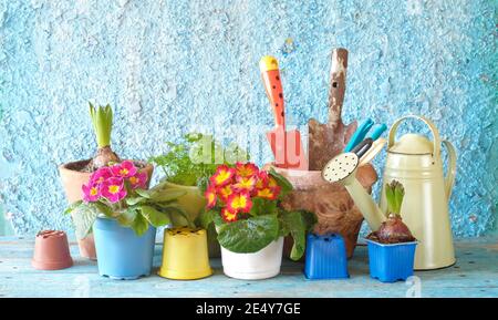 jardinage au printemps, jeunes fleurs de primula et de jacinthe avec des outils de jardinage, bon espace de copie Banque D'Images