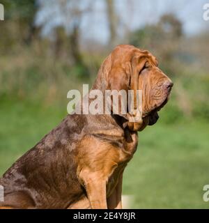 chien de chasse Banque D'Images