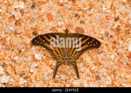 Papillon à ailes multiples, Marpesia chiron, Nymphalidae. Vue dorsale. Banque D'Images