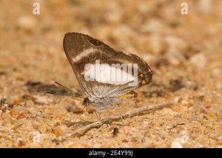 Papillon de Raymark brun et blanc, Siseme alectryo, Riodinidae. Vue ventrale. Banque D'Images