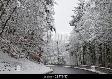 Route en forêt d'hiver Banque D'Images
