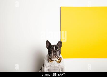 Élégant chien de taureau français assis à côté d'une bannière jaune. Espace pour le texte. Banque D'Images