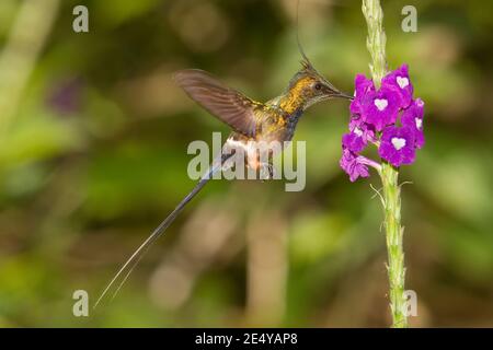 Mâle de queue de Thorntail à crasure de fil, Discosura popellairii, se nourrissant à la fleur de verveine. Banque D'Images