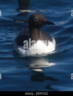 Un Guillemot à duvet aux îles Shiant. Banque D'Images