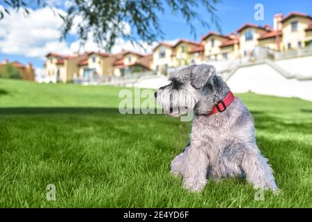 Portrait d'un beau chien schnauzer assis sur l'herbe et regardant dans la distance dans le parc.le concept de l'amour pour les animaux. Meilleurs amis. Banque D'Images