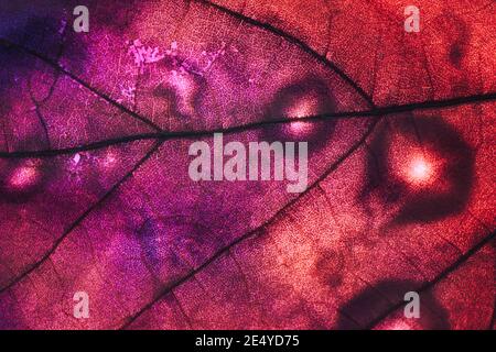 Gros plan sur de magnifiques feuilles abstraites dans une lumière colorée. Motif d'arrière-plan pour la conception. Vue Macro. Banque D'Images