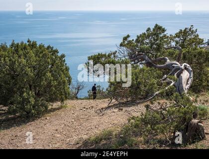 Vue sur la piste de montagne avec le touriste et le genévrier de Crimée Arbres et eaux bleues de la mer Noire à la horizon Banque D'Images