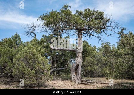 L'arbre de Crimean Juniper avec un tronc courbé torsadé Banque D'Images