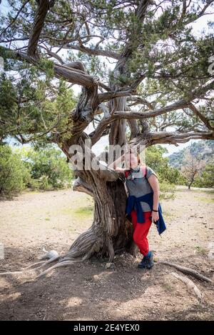 Femme sur une haute colline au-dessus de la mer près de la Arbre de genévrier de Crimée torsadé et incurvé Banque D'Images