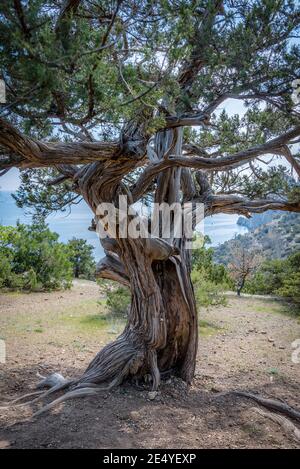 Vue sur la pente de montagne avec les arbres Crimean Juniper et Eaux bleues de la mer Noire à l'horizon Banque D'Images