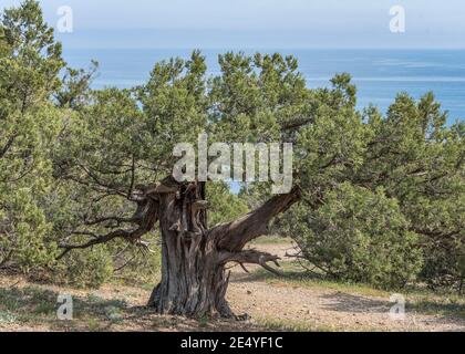 Vue sur la pente de montagne avec les arbres Crimean Juniper et Eaux bleues de la mer Noire à l'horizon Banque D'Images