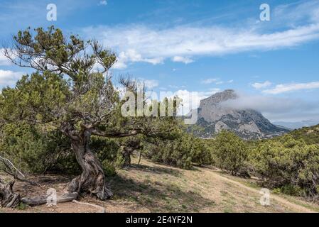 L'arbre de Crimean Juniper avec un tronc courbé torsadé le fond d'une montagne couverte de nuages Banque D'Images