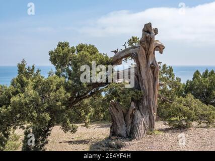 L'arbre de Crimean Juniper avec un tronc courbé torsadé le fond d'une montagne et ciel nuageux Banque D'Images