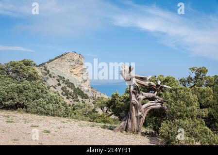 L'arbre de Crimean Juniper avec un tronc courbé torsadé le fond d'une montagne et ciel nuageux Banque D'Images