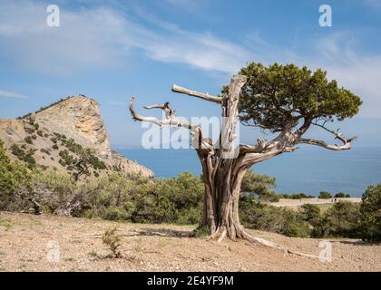 L'arbre de Crimean Juniper avec un tronc courbé torsadé le fond d'une montagne et ciel nuageux Banque D'Images