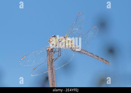 Femelle du dard à duvet - Sympetrum striolatum - in son habitat naturel Banque D'Images