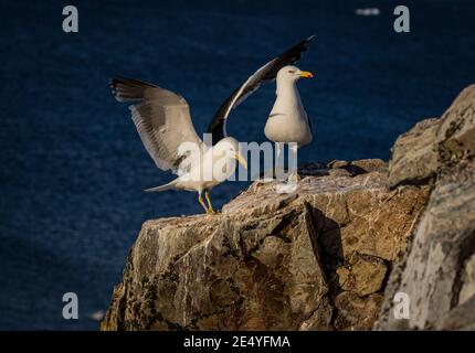 Goélands de varech en Antarctique (Larus dominicanus) Banque D'Images