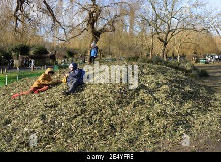 Une mère et deux enfants se trouvent sur une grosse pile d'arbres de Noël hachés. Plus de cinquante arbres de Noël utilisés sont abandonnés sur Hampstead Heath en janvier. Les gardiens de parc s'efforcez de les hacher en paillis pour recyclage. Banque D'Images