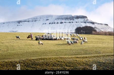 Yorkshire, Royaume-Uni. 25 2021 janvier : un agriculteur nourrit le foin de son mouton Swaledale à Horton-in-Ribblesdale, dans le parc national des Yorkshire Dales. Un pic de Pen y Gand recouvert de neige est visible en arrière-plan. Crédit : John Bentley/Alay Live News Banque D'Images