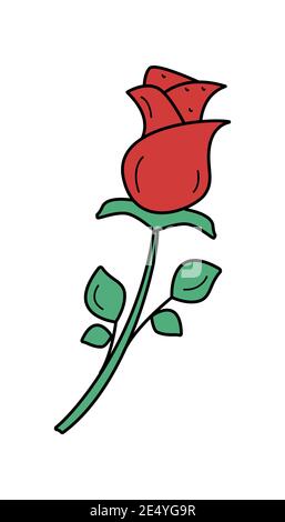 Fleur de rose rouge, illustration vectorielle sur blanc isolé Banque D'Images