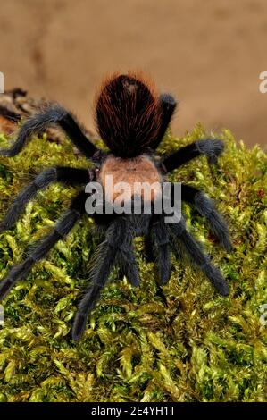 Brachypelma albiceps, tarantula rouge doré mexicain, tarantula rouge Amula, Rothaar-Vogelspinne Banque D'Images