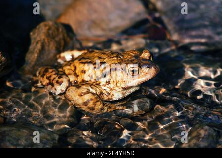 Gros plan de la grenouille crapaud dans de l'eau claire avec des rochers en arrière-plan Banque D'Images