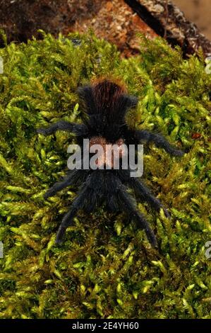 Brachypelma albiceps, tarantula rouge doré mexicain, tarantula rouge Amula, Rothaar-Vogelspinne Banque D'Images