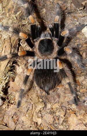 Brachypelma smithii, tarantula mexicaine de redknee, Mexikanische Rottnie-Vogelspinne Banque D'Images