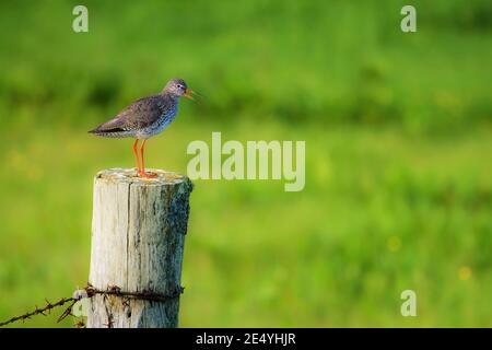 Tringa totanus redshank wader oiseau debout avec le projet de loi ouvert sur poteau de clôture en bois sur fond vert flou Banque D'Images