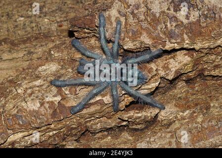 Caribena versicolor, tarantula aux Antilles, araignée rouge Martinique, Martinique-Baumvogelspinne Banque D'Images