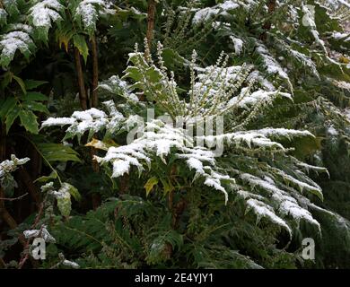 Une neige couvrait Mahonia, Mahonia lomarifolia, dans une frontière de jardin anglais à Hellesdon, Norfolk, Angleterre, Royaume-Uni. Banque D'Images