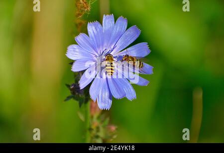 Abeilles sauvages sur UNE fleur de chicorée Banque D'Images