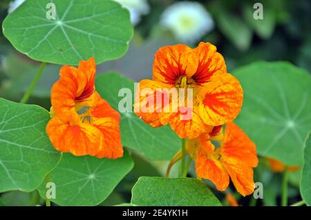 Gros plan d'une belle fleur orange de nasturtium (Tropaeolum) avec des feuilles vertes Banque D'Images